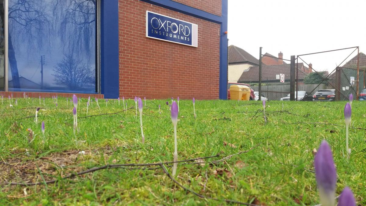 Planting crocus bulbs at Oxford Instruments