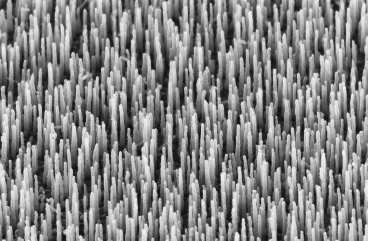 CVD growth of ZnO nanowires using DEZn precursors